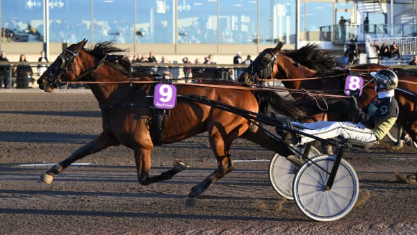 Foto: MALIN ALBINSSON / TR BILD