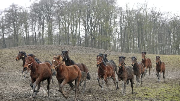 Foto: MARIA HOLMÉN / TR BILD