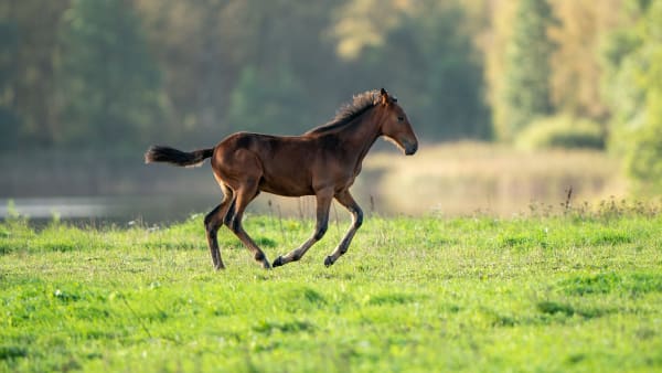 Foto: THOMAS BLOMQVIST / TR BILD