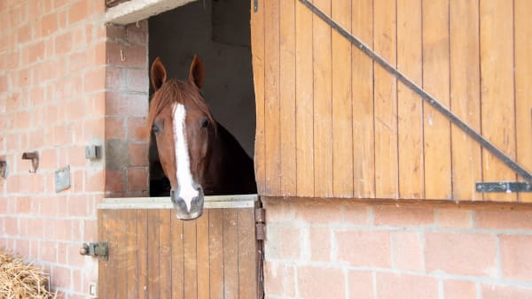 Foto: AMIE KARLSSON/TR BILD