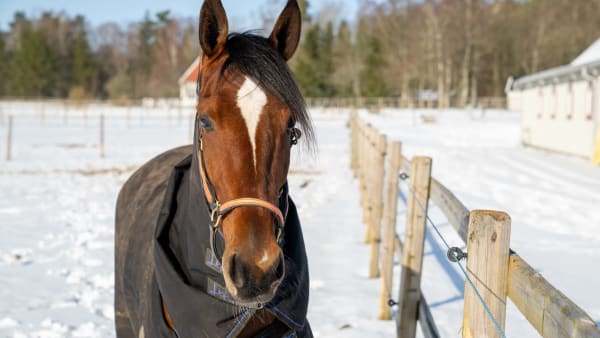 Foto: Thomas Blomqvist/TR BILD