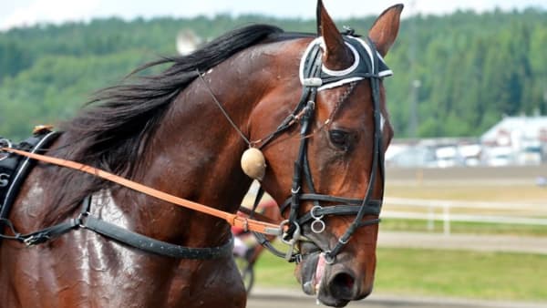 Foto: JEANNIE KARLSSON/KANAL75