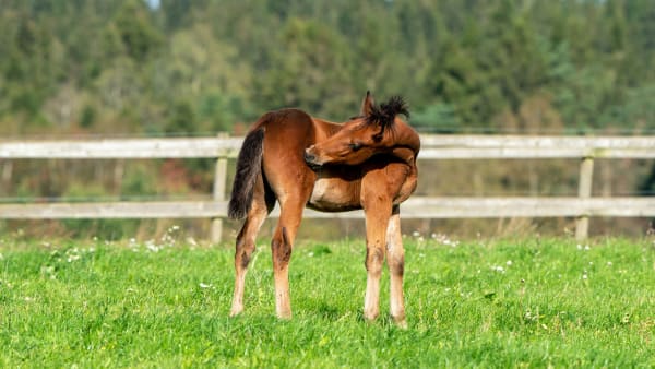 Foto: THOMAS BLOMQVIST / TR BILD