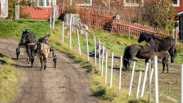 Foto: THOMAS BLOMQVIST / TR BILD