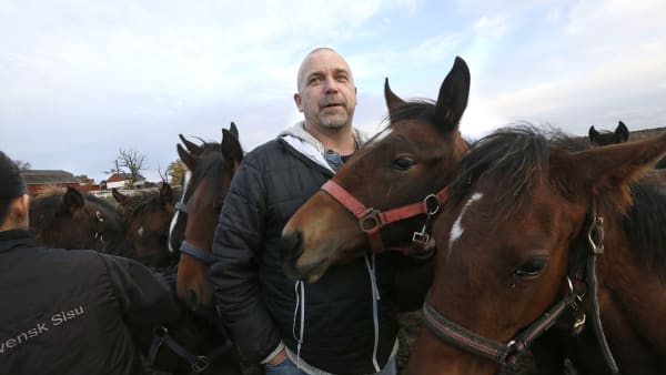 Foto: MARIA HOLMÉN, TRAVRONDEN