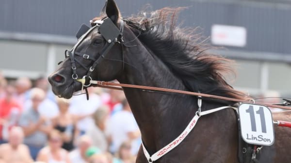 Foto: MIA TÖRNBERG/TRAVRONDEN