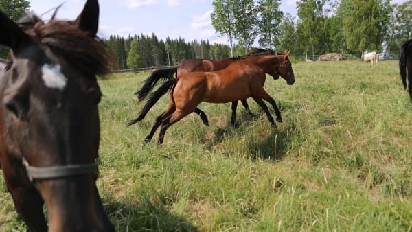 Foto: MARIA HOLMÉN / TR BILD