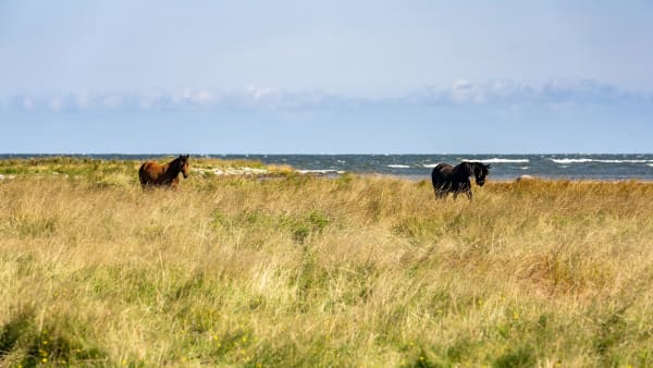 Foto: THOMAS BLOMQVIST / TR BILD