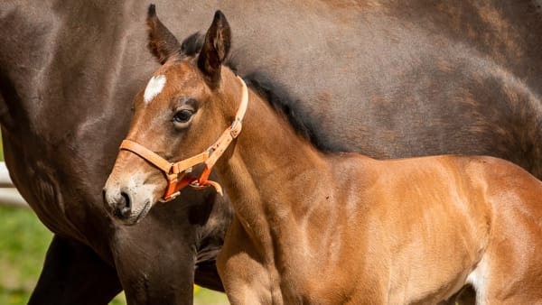 Foto: PRIVAT/YLVA WELÉN