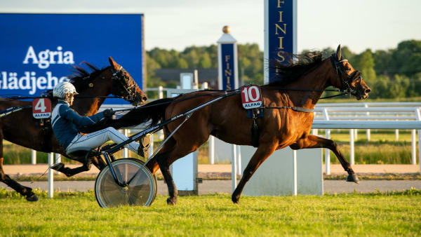 Foto: ELINA BJÖRKLUND/SVENSK GALOPP