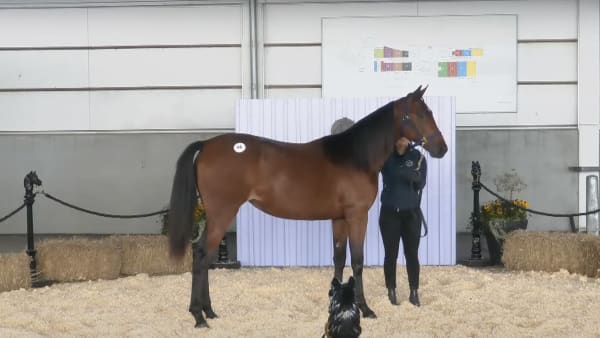 Foto: ÅBY YEARLING SALE