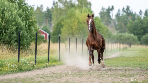 Foto: THOMAS BLOMQVIST/TR BILD