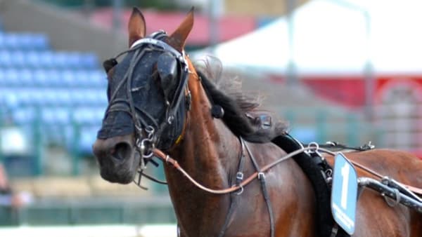 Foto: JÖRGEN TUFVESSON/ALN