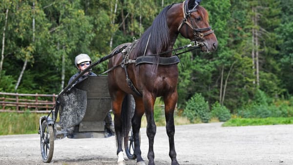 Foto: MALIN ALBINSSON / TR BILD