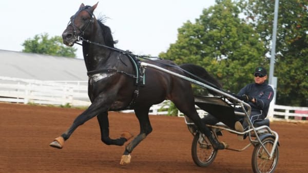 Foto: ADAM STRÖM/STALLTZ.SE