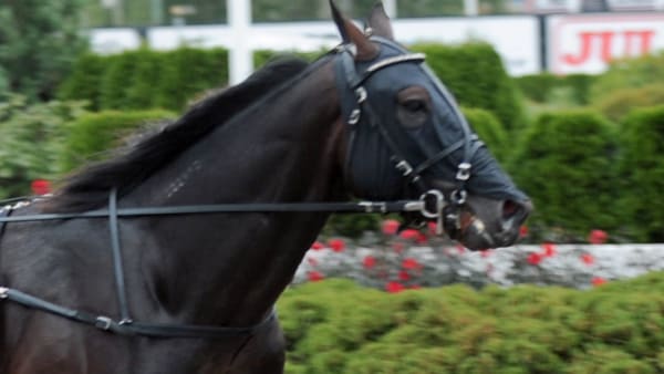 Foto: CLAES KÄRRSTRAND/KANAL 75