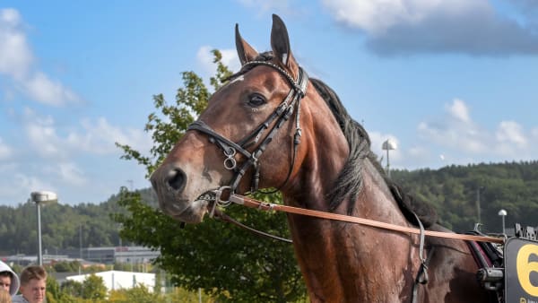 Foto: LARS JAKOBSSON / TR BILD