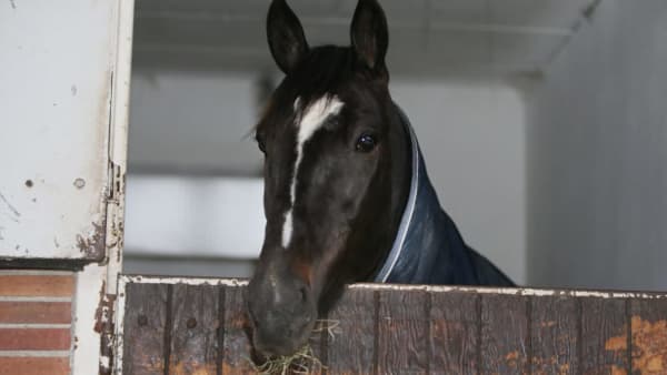 Foto: JEANNIE KARLSSON/TRAVRONDEN