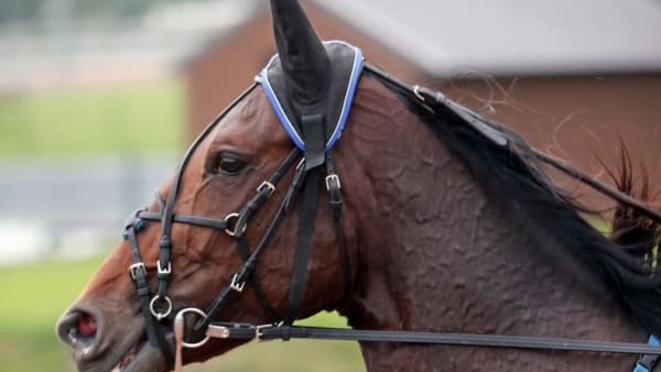 Foto: MIA TÖRNBERG/TRAVRONDEN