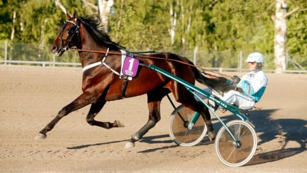 Foto: MICKE GUSTAFSSON/ALN