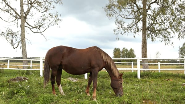 Foto: MARIA HOLMÉN / TR BILD