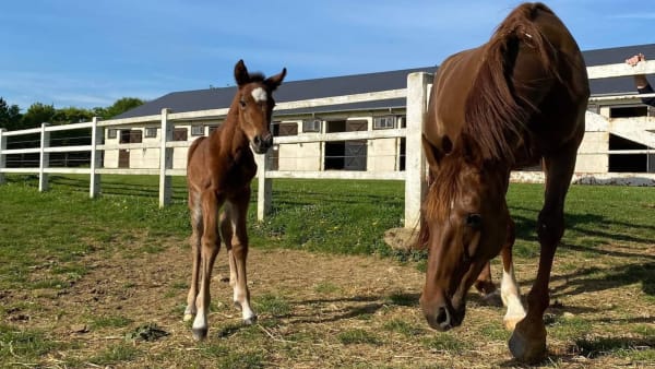 Foto: JOSSELYN WOOD HARAS