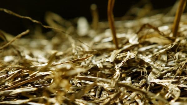 Foto: Mia Törnberg/TR Bild