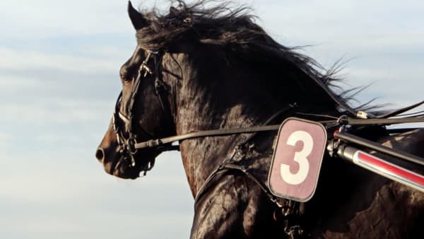 Foto: MIA TÖRNBERG/TRAVRONDEN