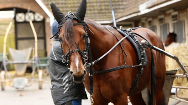 Foto: Matilda Öhrman/Travronden