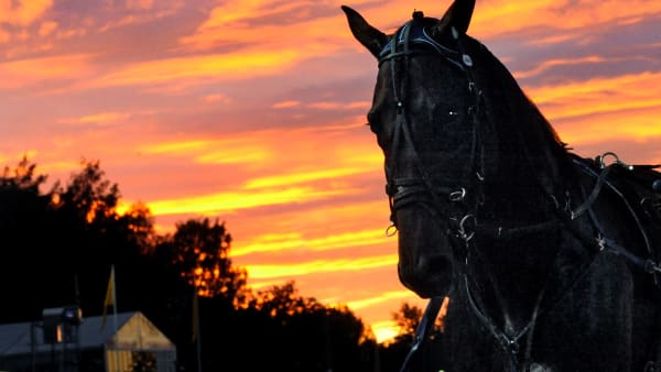 Foto: LARS JAKOBSSON TR BILD