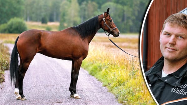 Foto: Maria Holmén/TR Bild