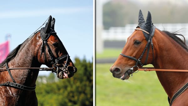 Foto: Maria Holmén och Thomas Blomqvist/TR Bild