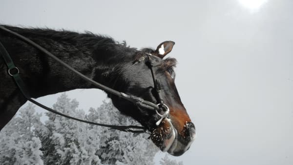 Foto: PETRI JOHANSSON