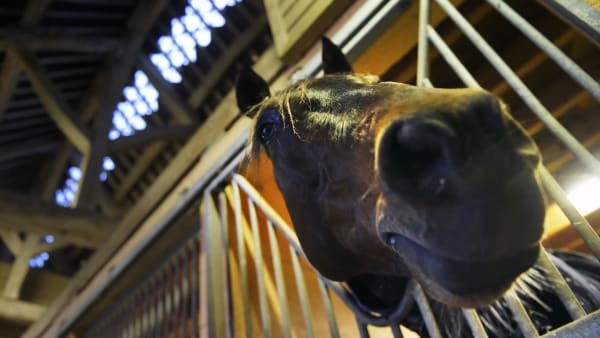 Foto: LARS JAKOBSSON / TR BILD