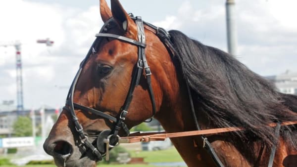 Foto: CHARLOTTE HÄGG/TRAVRONDEN.