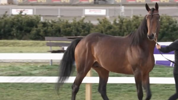 Foto: Svensk Travsport