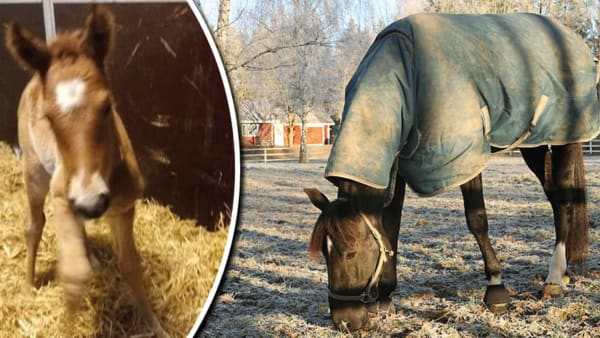 Foto: Privat/Maria Holmén/Montage