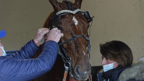 Foto: Jean-Luc Lamère/Le Trot