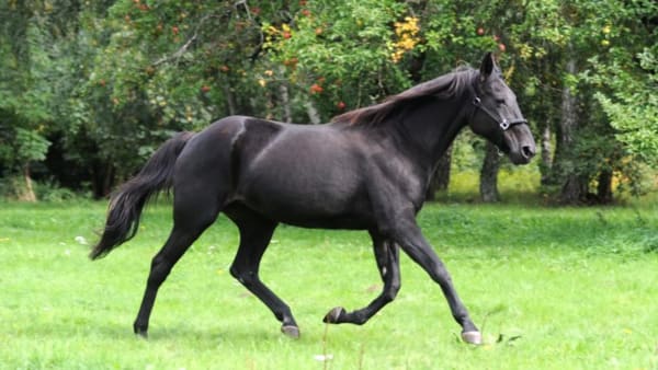 Foto: JÖRGEN TUFVESSON/ALN