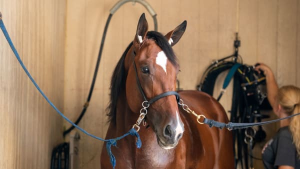 Foto: Thomas Blomqvist/TR BILD