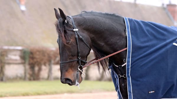 Foto: MARIA HOLMÉN, TRAVRONDEN