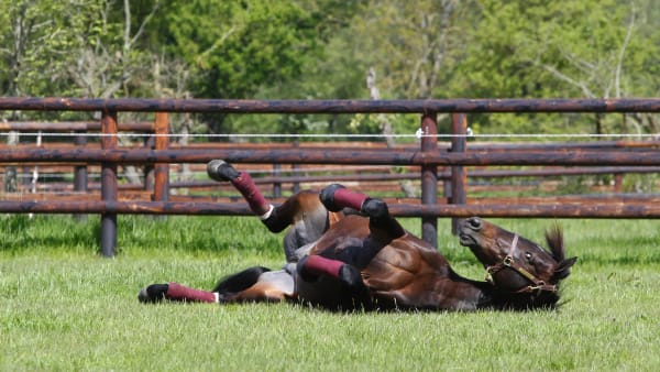 Foto: Mia Törnberg/TR BILD