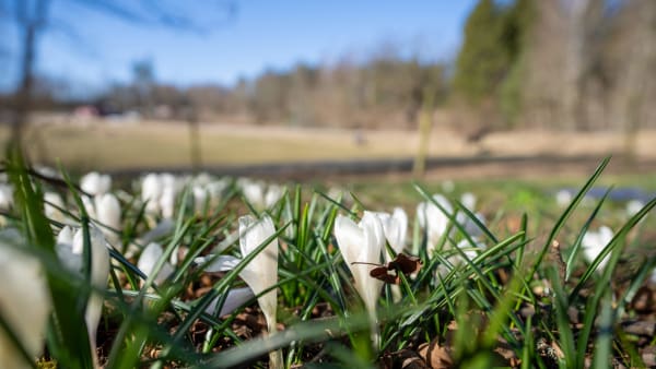 Foto: THOMAS BLOMQVIST / TR BILD