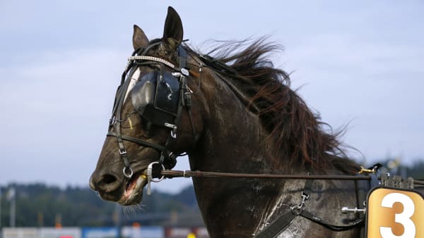 Foto: MARIA HOLMÉN / TR BILD