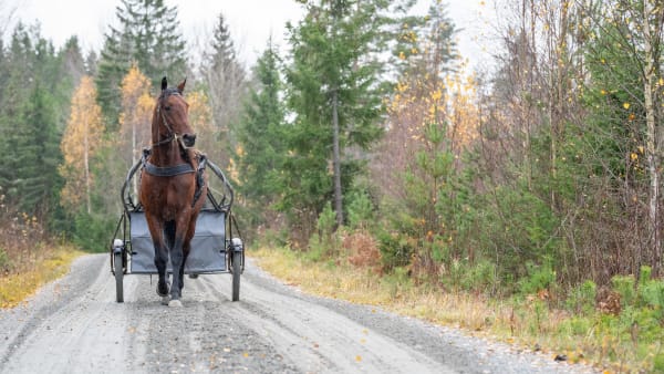 Foto: THOMAS BLOMQVIST / TR BILD