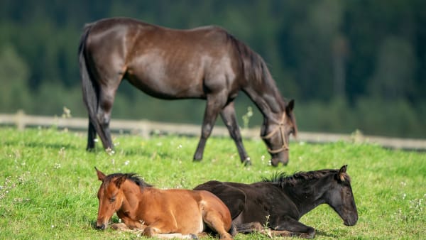 Foto: THOMAS BLOMQVIST / TR BILD