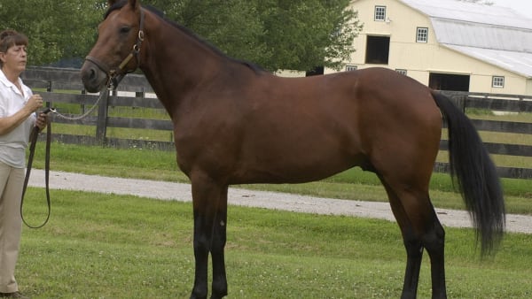 Foto: CLAES KÄRRSTRAND