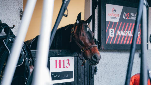 Foto: Alex ZONA - Trotteur Français