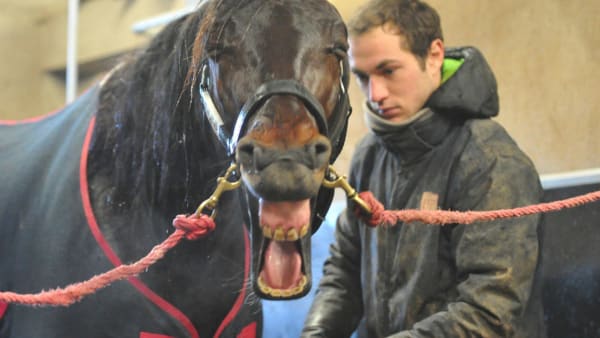 Foto: Simon Hagen/stalltz.se