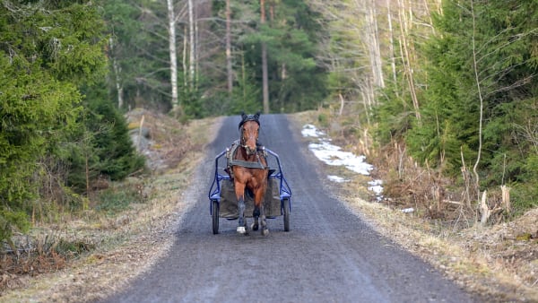 Foto: LARS JAKOBSSON / TR BILD